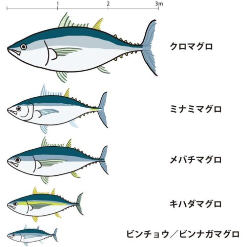 まぐろの大きさ